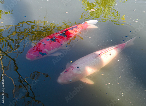 koi fish in the water