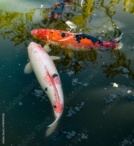 koi fish in the pond