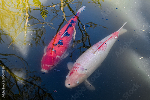 red fish in the water