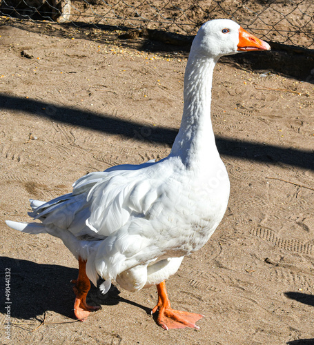 white goose on the beach