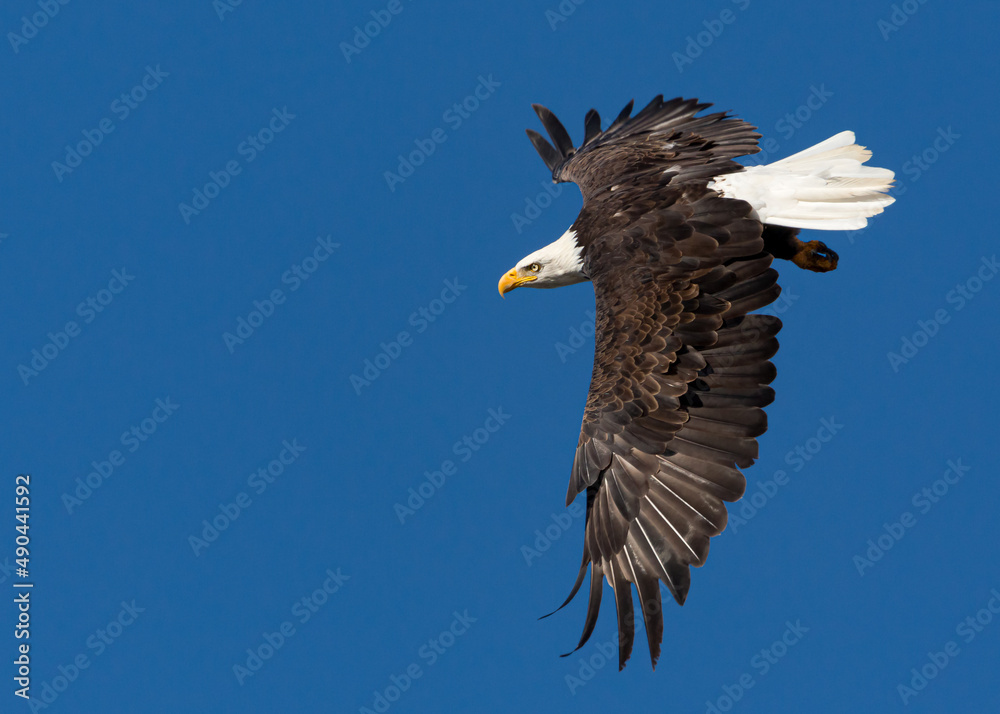 Mature Bald Eagle in flight from side in blue sky Mature Bald Eagle in flight from side in blue sky