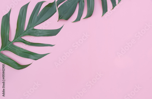 Monstera leaves is placed on a pink backdrop with part of the leaf layout and copy space.