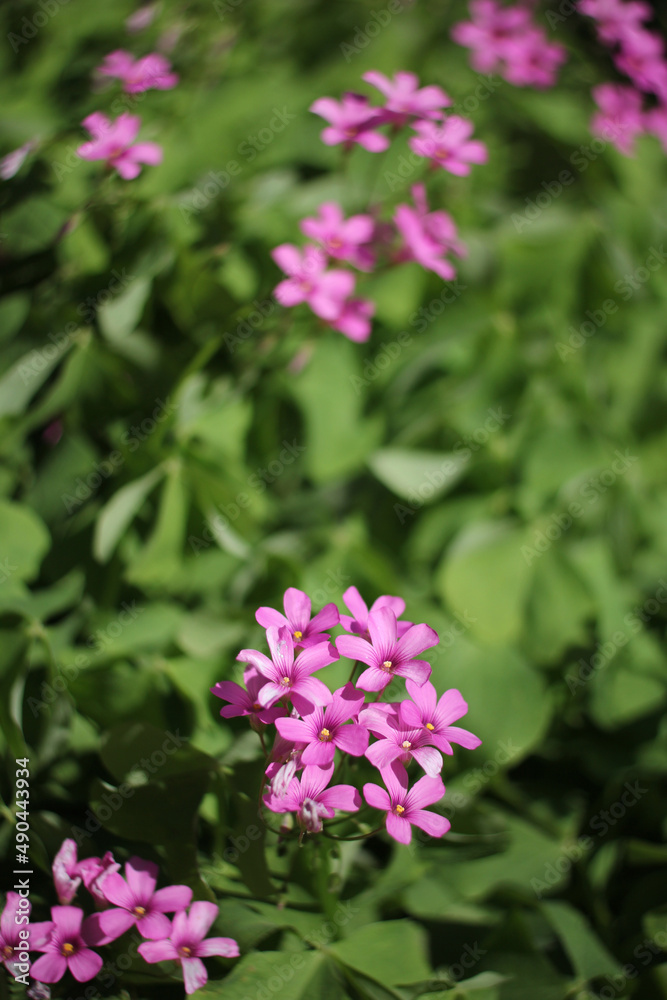 Oxalis Wood Sorrel With Pink Flowers in Garden