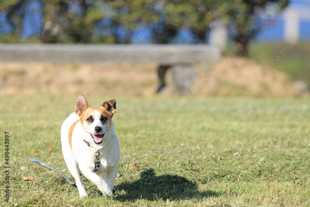 jack russell terrier jack russell terrier