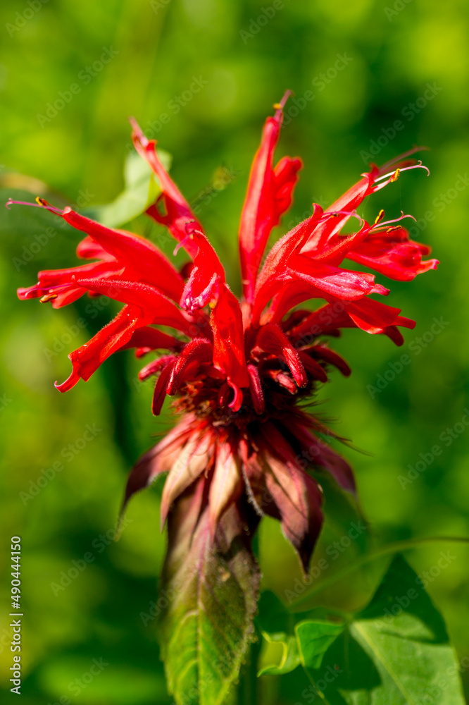 Crimson beebalm or scarlet monarda (Monarda didyma) in the summer garden Crimson beebalm or scarlet monarda (Monarda didyma) in the summer garden