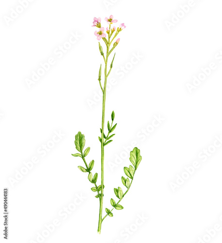 watercolor drawing plant of cuckoo flower, Cardamine pratensis isolated at white background , hand drawn botanical illustration