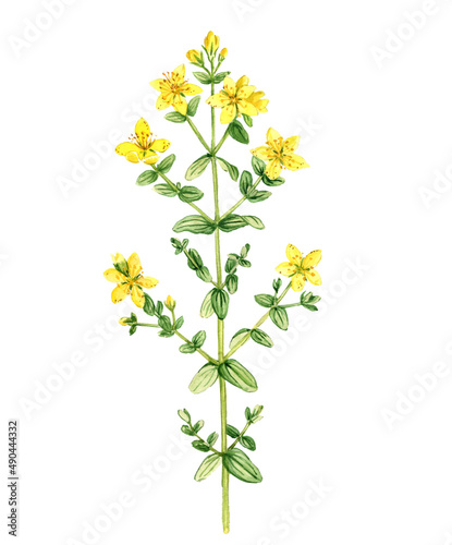 watercolor drawing plant of perforate St John's-wort, Hypericum perforatum isolated at white background , hand drawn botanical illustration photo