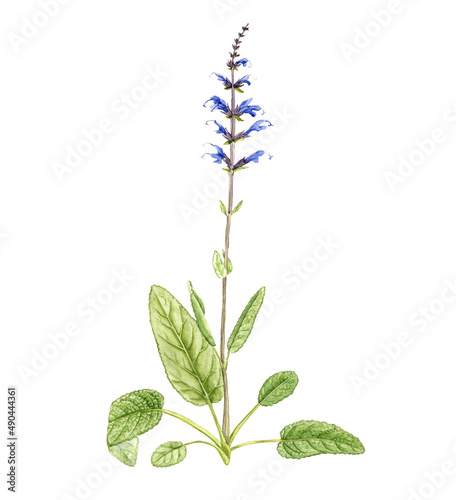 watercolor drawing plant of sage  Salvia officinalis isolated at white background   hand drawn botanical illustration