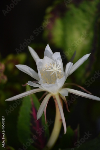 The Flower of Disocactus anguliger, commonly known as the fishbone cactus or zig zag cactus