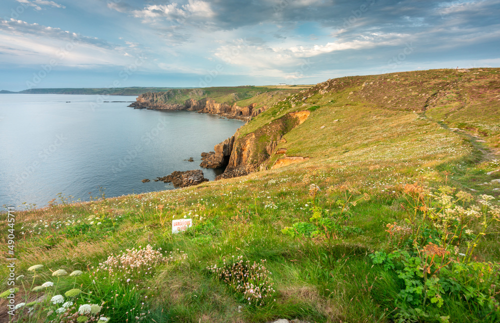 Land's End coastline, clifftops and summer flowers,looking north at sunset,Cornwall,England,UK.