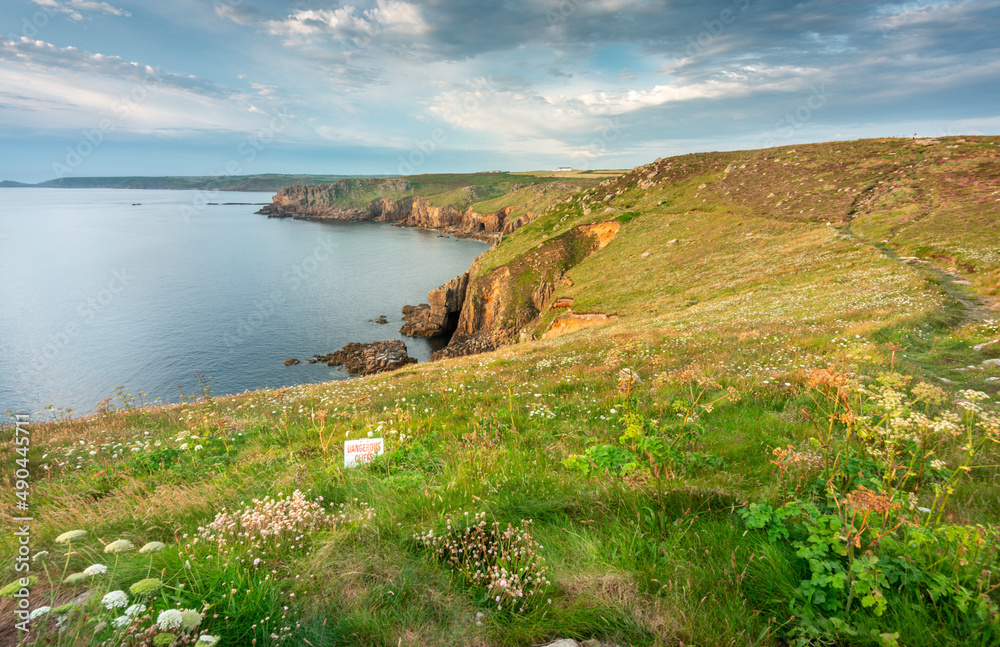 Land's End coastline, clifftops and summer flowers,looking north at sunset,Cornwall,England,UK. Land's End coastline, clifftops and summer flowers,looking north at sunset,Cornwall,England,UK.