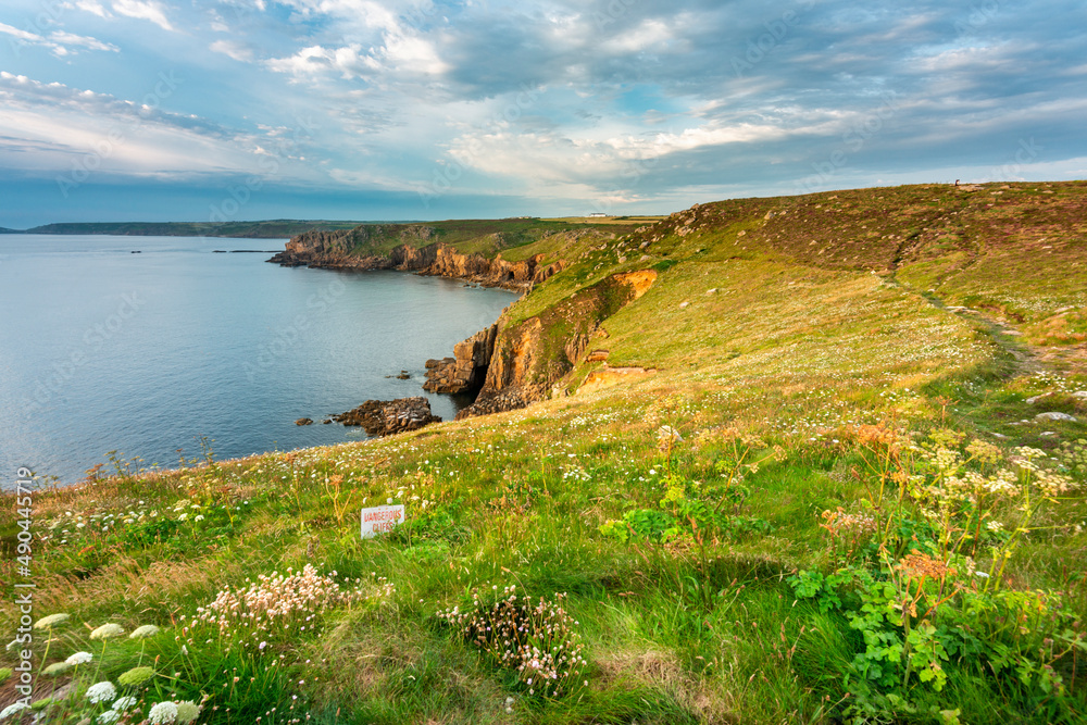 Cornish coastline clifftops and summer flowers,looking north from Land's End at sunset,Cornwall,England,UK.