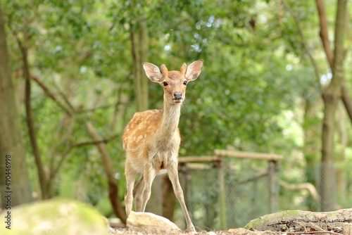 奈良公園の若いオス鹿 © narashika