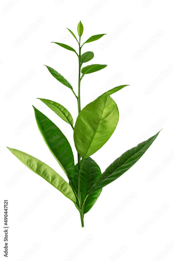 lemon tree branch with green leaves, isolated on a white background lemon tree branch with green leaves, isolated on a white background