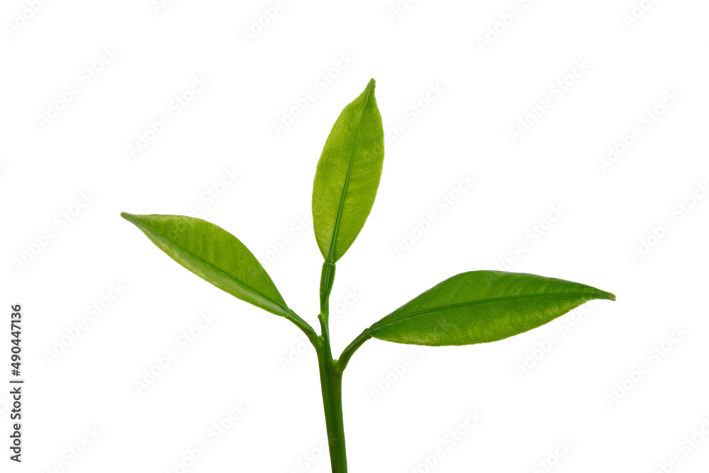 lemon tree branch with green leaves, isolated on a white background
