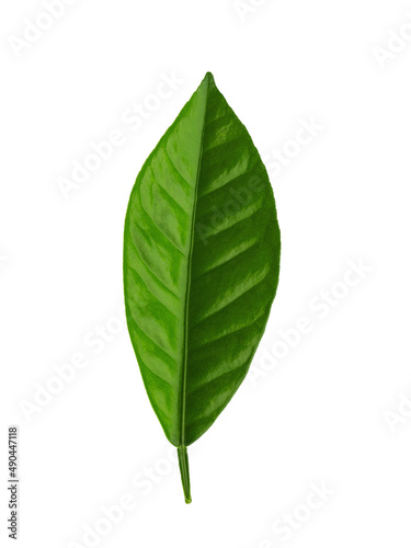lemon tree branch with green leaves  isolated on a white background
