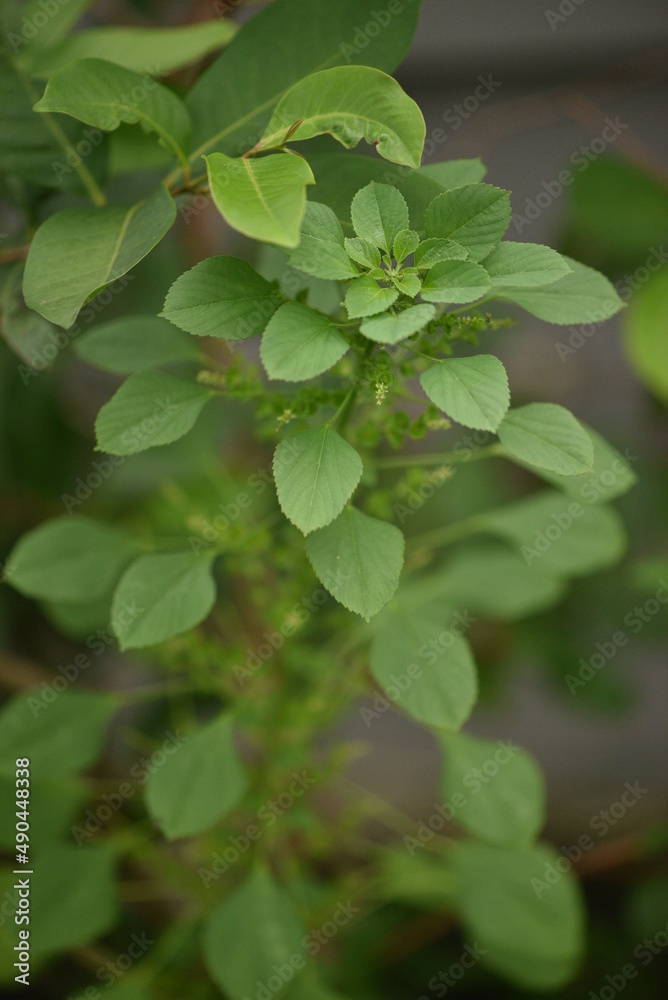 The plant of Acalypha indica, Acalypha or Indian Copperleaf, is an herbaceous annual that has catkin-like inflorescences. The plant of Acalypha indica, Acalypha or Indian Copperleaf, is an herbaceous annual that has catkin-like inflorescences.