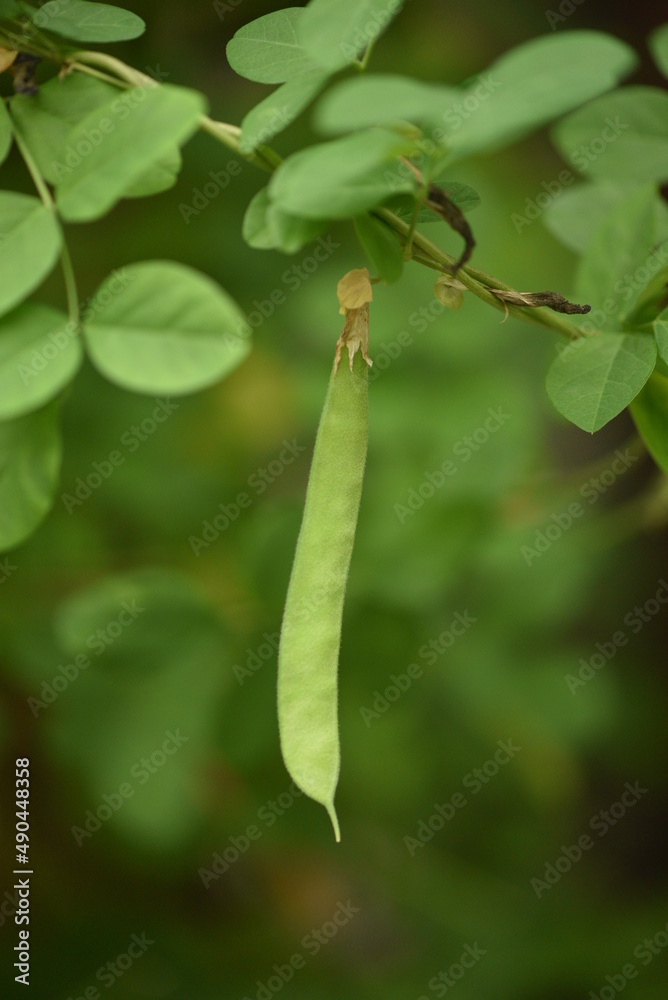 The fruit of Clitoria ternatea, commonly known as Asian pigeonwings plant The fruit of Clitoria ternatea, commonly known as Asian pigeonwings plant