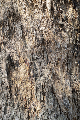 Background bark, rough surface of the bark