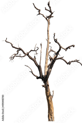 dead trees, dry trees in Thailand isolated on a white background