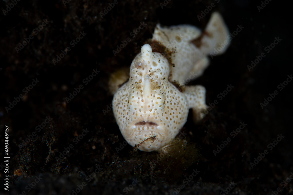 Painted Frogfish - Antennarius pictus. Underwater macro world of Tulamben, Bali, Indonesia.