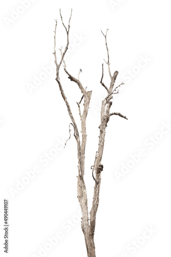 dead trees, dry trees in Thailand isolated on a white background