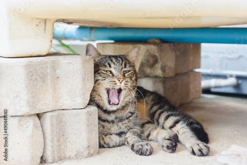 Cute tabby cat ,domestic cat, laying for resting and yawning when looking at camera, with outdoor basement background © lovebirdi