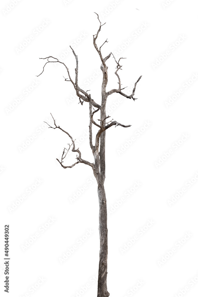 dead trees, dry trees in Thailand isolated on a white background dead trees, dry trees in Thailand isolated on a white background