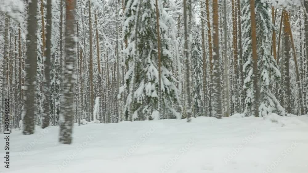 A look of the thick snow on the forest ground during the winter season in Estonia A look of the thick snow on the forest ground during the winter season in Estonia