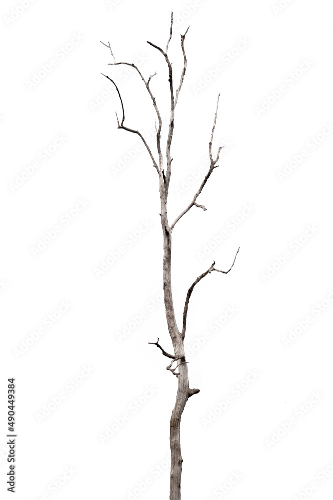 Fototapeta premium dead trees, dry trees in Thailand isolated on a white background