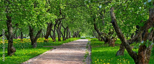 footpath alley in spring apple blooming garden, wide panoramic shot