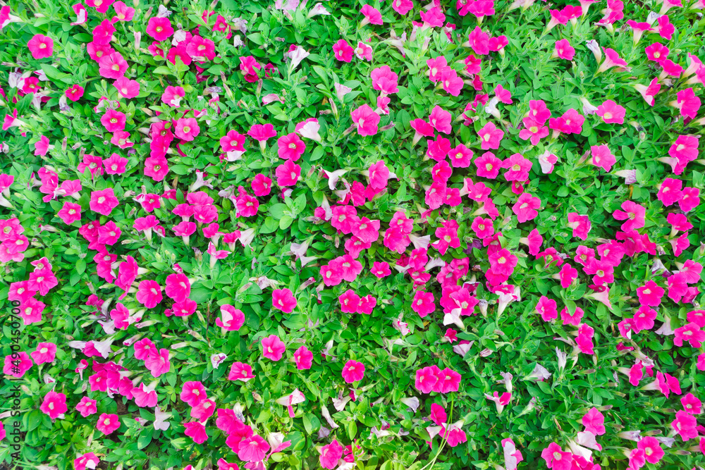 Fototapeta premium Pink Petunia in the background.