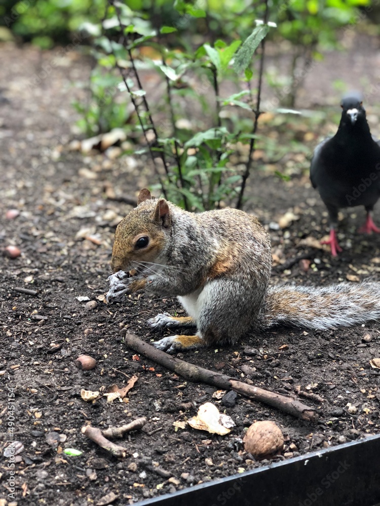 Fototapeta premium リス, イギリス, UK, England, United Kingdom
