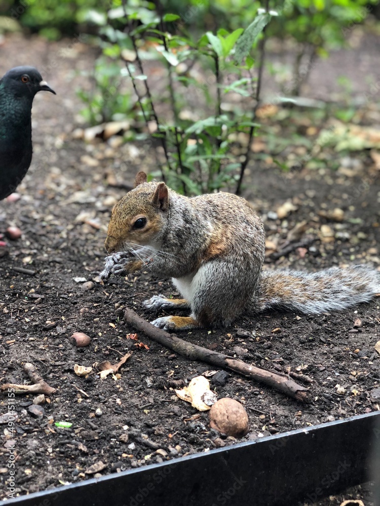 Fototapeta premium リス, イギリス, UK, England, United Kingdom