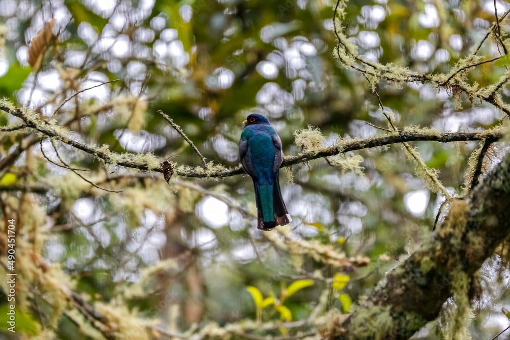 Fototapeta premium Masked trogon (Trogon personatus) perched on a tree branch, rear view, against blurred natural background, Cocora Valley, Colombia