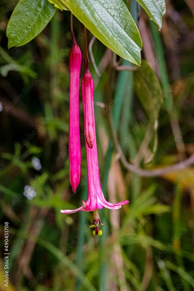 Obraz premium Close up of funnel-shaped pink blossoms, one open with stamp, against dark green natural background, Cocora Valley, Colombia, South America