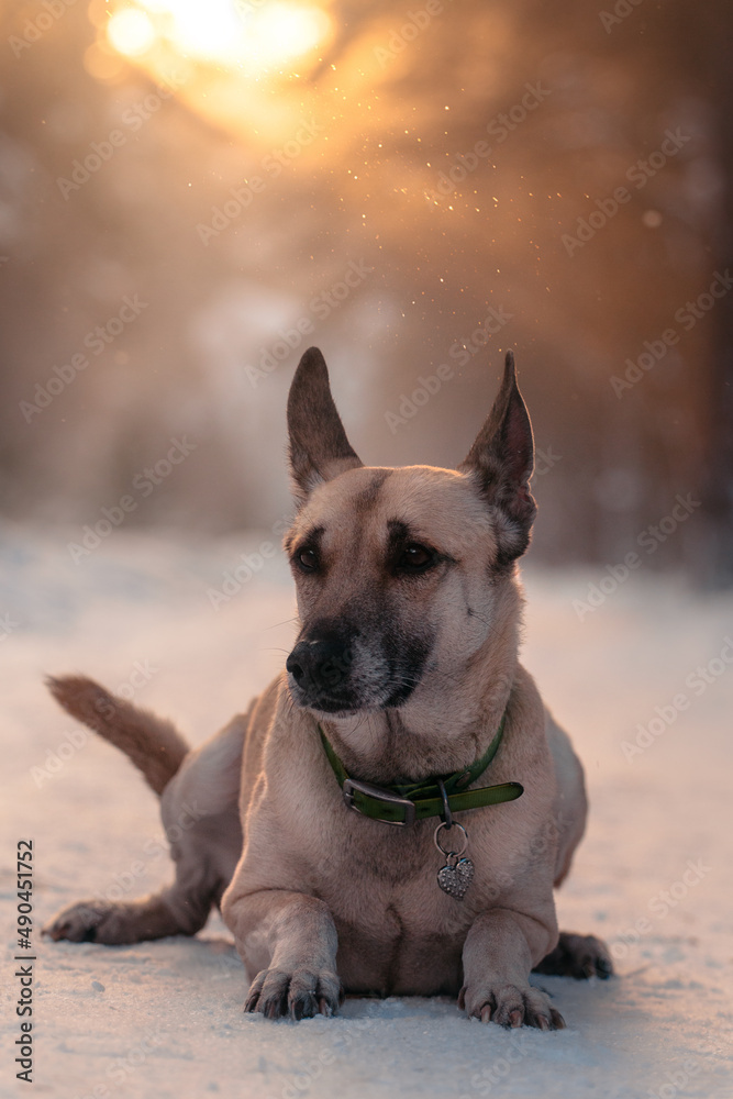 malinois old dog red lies in the winter forest malinois old dog red lies in the winter forest