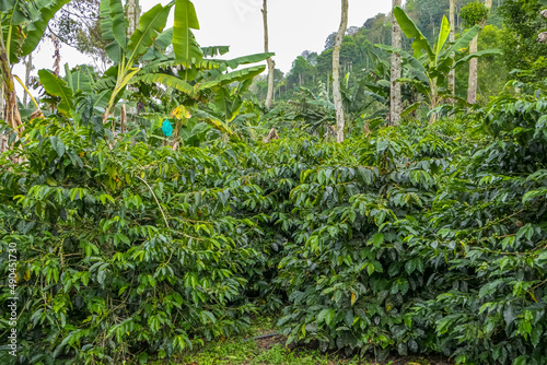 Coffee plants growing between banana trees at a coffee farm in Salento, Columbia