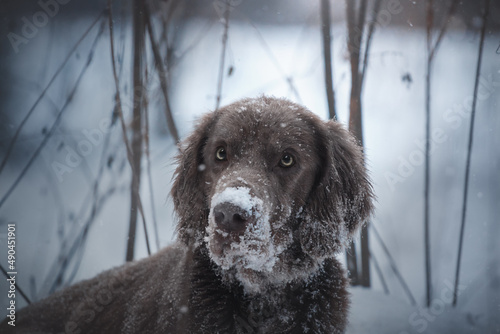 winter dark forest hunting dog weimaraner portrait