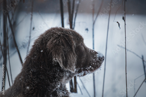 dark winter forest hunting dog weimaraner sniffing nosework