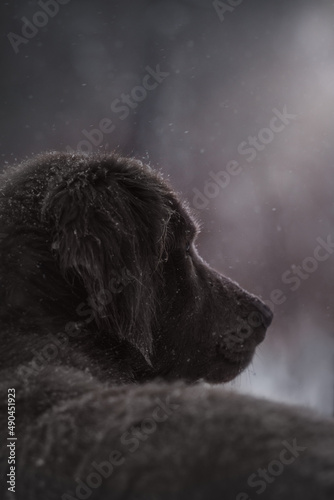 dog looks into the forest longhaired weimaraner