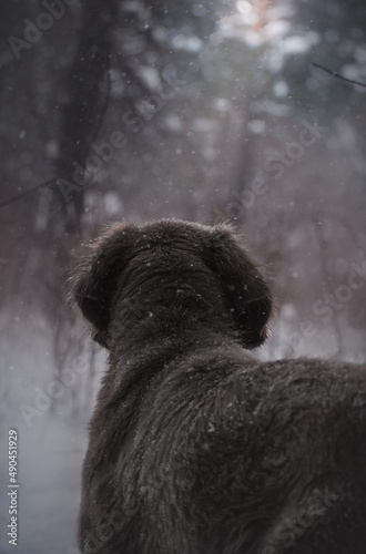 dog looks into the forest longhaired weimaraner
