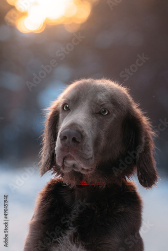 winter dark forest hunting dog weimaraner portrait