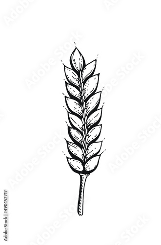 Ear sketch. Wheat, barley ear sketc hillustration. Grain rye vector. Bread doodle hand drawn vintage line art. Cereal isolated food graphic. Rice oat flour plant vector illustration drawing.