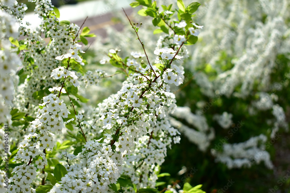 Fototapeta premium 봄에 하얗게핀 조팝나무의 꽃
