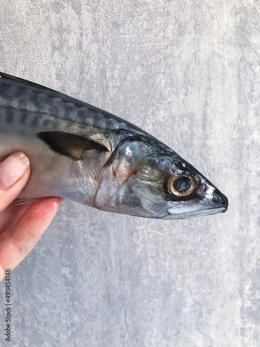 Cleaned and ready to cook fresh fish horse mackerel, istavrit fish,