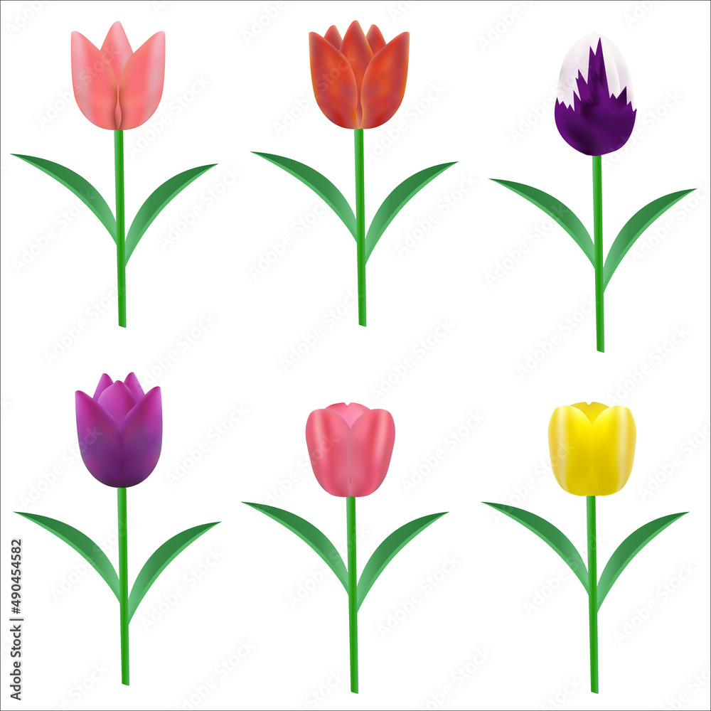 colorful tulips isolate on white background colorful tulips isolate on white background