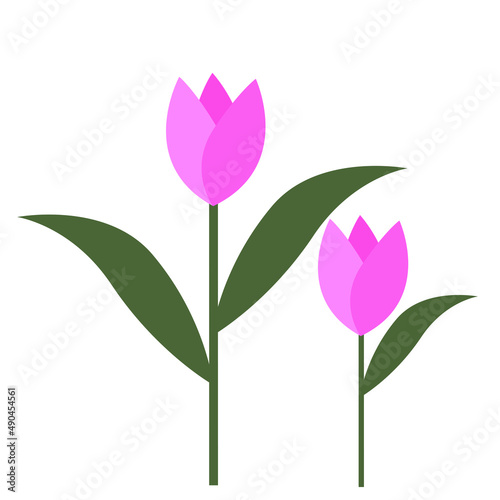 pink tulips isolate on white background