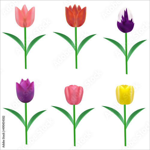 colorful tulips isolate on white background