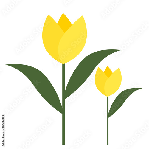 yellow tulips isolate on white background